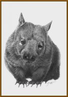 TJ022 - Wombat